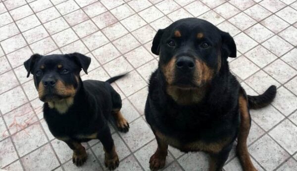 rottweiler