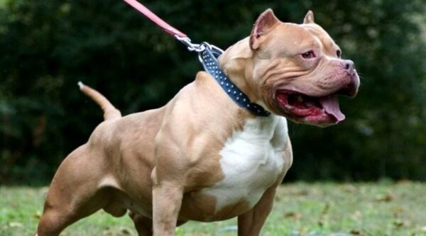 pitbull